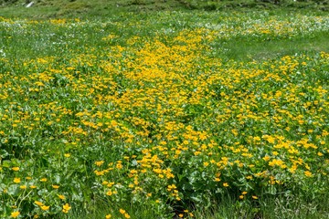 Blumenwiese im Naturpark Riedingtal Zederhaus, &Ouml;sterreich
