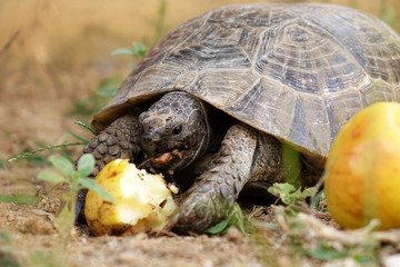 turtle eating Apple, close-up
