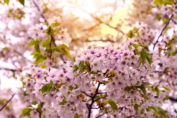 Japanese cherry Blossom (Sakura tree) spring season or hanabi season in japan, outdoor pastel color background