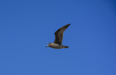 Obraz premium Seagull flying fast 