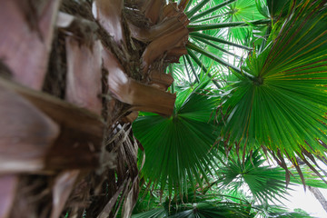tropical green leaves layout. Tropical palm background
