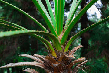 tropical green leaves layout. Tropical palm background