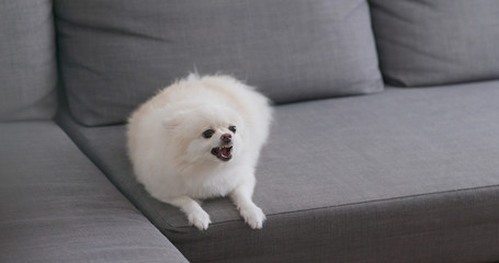 White pomeranian dog bark on sofa