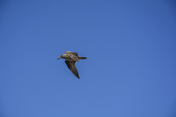 Seagull flying fast 