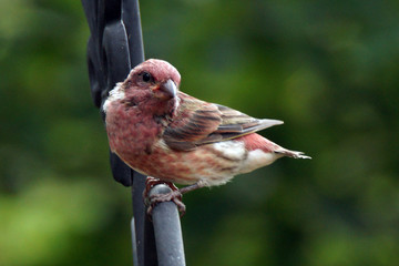 Roselin pourpré 002