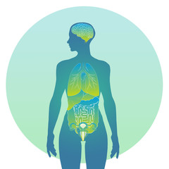 Anatomy: internal and reproductive organs - female model
