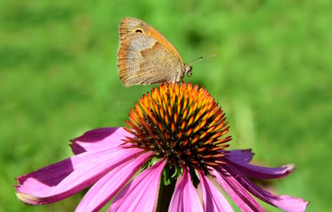Echinacea freigestellt mit Schmetterling