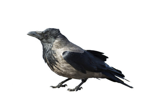 Grey crow on white background isolated