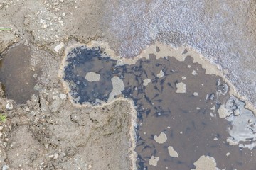 Kaulquappen in einer dreckigen Wasserpfütze 