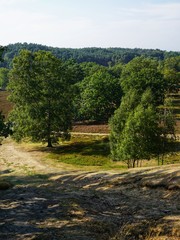 Weg  durch die Heide | Fischbeker Heide in Hamburg