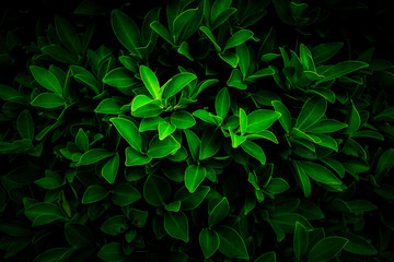 Obraz premium Natural green leaves, background,wallpaper and texture