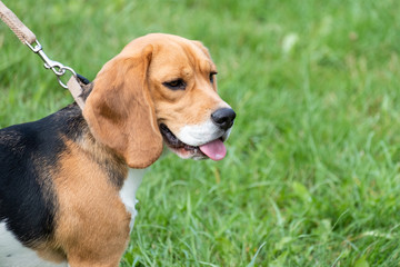 Beagle on the leash in a field