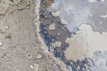Kaulquappen in einer dreckigen Wasserpfütze 