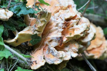 Der Schwefelporling Laetiporus sulphureus z&auml;hlt zu den holzzersetzenden Baumpilzen. 