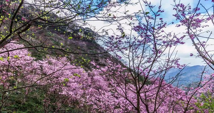 beautiful sakura timelapse in taipei taiwan 
