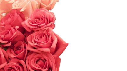 Beautiful roses isolated on white background with copy space
