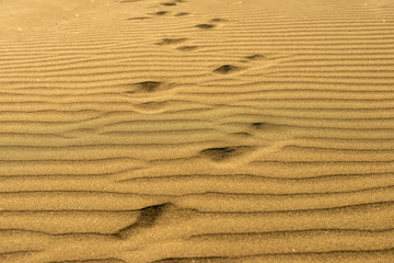 ślady stóp na pofalowanym piasku