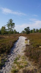 Fototapeta na wymiar Weg durch die Heide | Fischbeker Heide in Hamburg