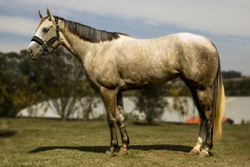 Obraz premium Horse silver