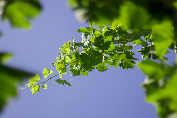 Fototapeta na wymiar large green vine sheet