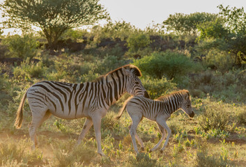 Fototapeta na wymiar Mother and baby Burchell's Zebra