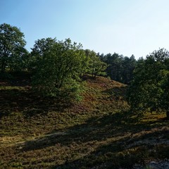 Heide - Landschaft | Fischbeker Heide in Hamburg