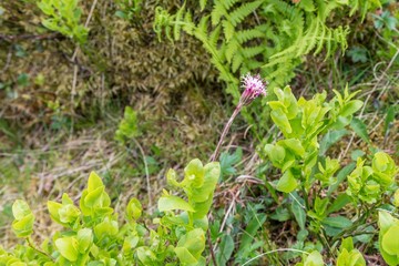 Blumenwiese im Naturpark Riedingtal Zederhaus, Österreich
