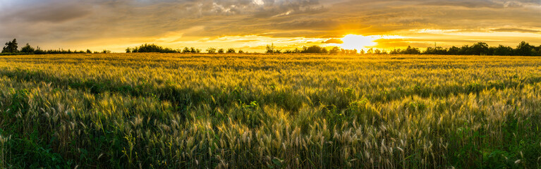 Germany, XXL panorama of rural wheat fields in warm sunset light © Simon Dux Media