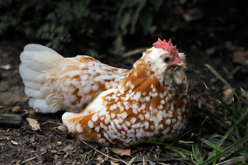 Full body of white-brown dotted domestic hen