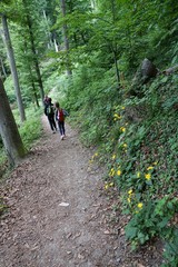 Wald Wanderung im Wald am Bodensee in Süddeutschland bei Ludwigshafen und Sipplingen