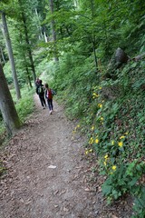 Obraz premium Wald Wanderung im Wald am Bodensee in Süddeutschland bei Ludwigshafen und Sipplingen