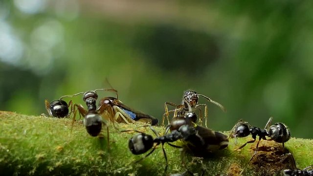 Black ant (Paratrechina longicornis) try to chase aphids (Brown Planthopper) out off area on branch in tropical rain forest. 
