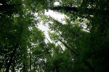 Obraz premium Wald am Bodensee zwischen Ludwigshafen und Sipplingen