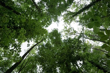 Wald am Bodensee zwischen Ludwigshafen und Sipplingen