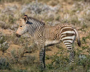 Zebra Foal