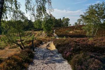Weg  durch die Heide | Fischbeker Heide in Hamburg