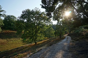Weg  durch die Heide | Fischbeker Heide in Hamburg