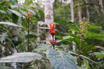 flower, la merced, peru