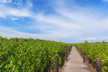 Naklejka premium Beautiful green mangroves forest against blue sky background at Chantaburi province, Thailand