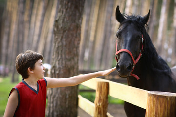 teenager boy stroke black horse with halter close up summer photo