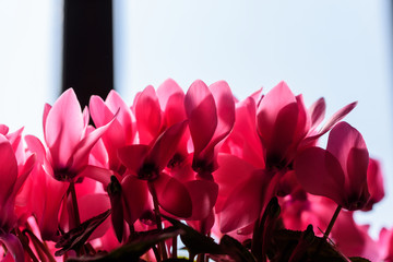 ピンクのシクラメンの花びら
