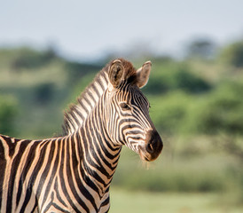 Fototapeta na wymiar Burchell's Zebra Portrait