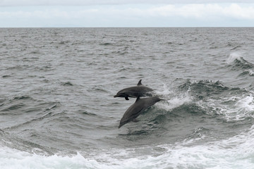 Obraz premium Pantropical Spotted Dolphin - Panamá 