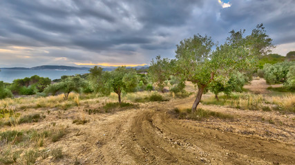 Fototapeta na wymiar Olive tree plantation