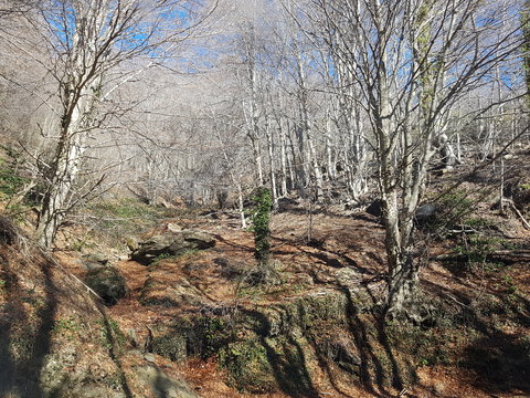 Bosque encantado 3