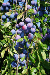 Echte Zwetschge, Prunus domestica subsp. domestica, european plum, common plum,