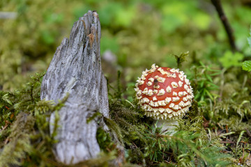 Animata Muscaria