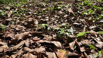 hojas secas con plantas y rocas