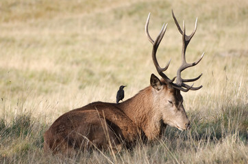 Red stag deer resting in the sunshine content with a visitor on its back