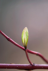 Green Leaf Bud On Red Branch